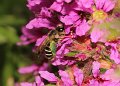 11 kattenstaartdikpootbij Melitta nigricans f Stalberg De Hamert_resize